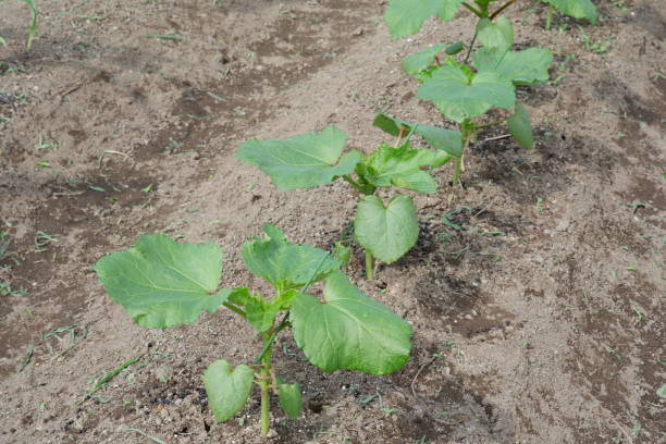istock Germinated Okra seedlings, fields in May and June 1154573479