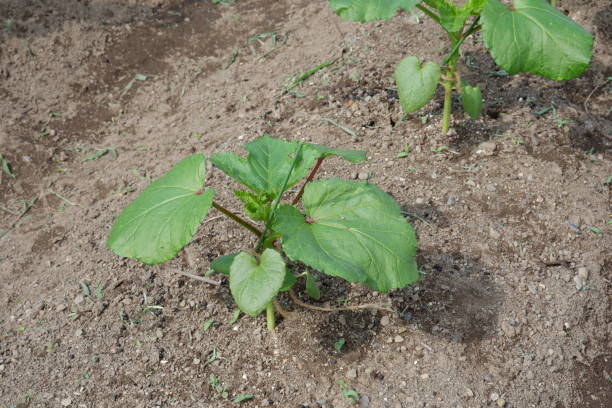 istock Germinated Okra seedlings, fields in May and June 1154573555
