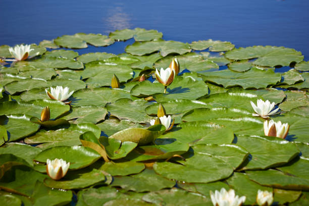 istock Flower of a white lotus on a pond. 1154573796