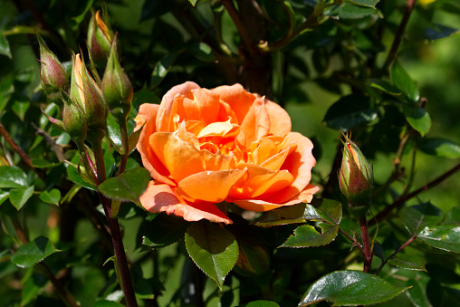 Closeup beautiful orange rose Bridge of Sighs,photographed in the organic garden with blurred foliage,nature and rose concept.