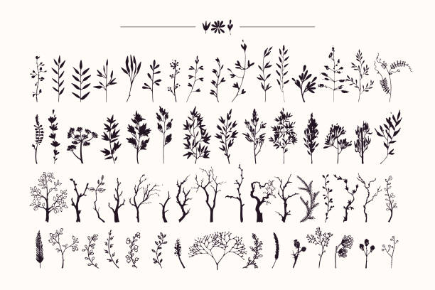 Hand drawn collection of rustic and floral design elements. Plants, flowers, leaves, tree branches silhouettes made with ink. Vector illustrations clipart isolated on white background. Tree branches and plants silhouettes made with ink. Hand drawn clipart illustration collection of rustic, floral design elements. Wood twigs, sticks, forest, flowers and leaves. Isolated vector set on white background. doodle stock illustrations