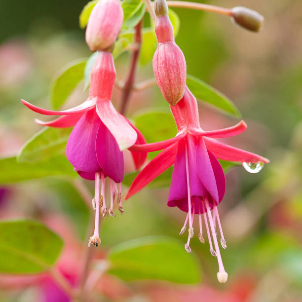 istock bright beautiful tender blooming fuchsia 1154578387