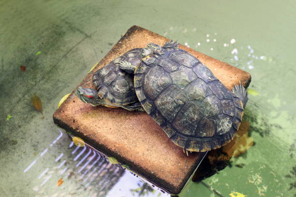 istock Turtle lovers, Freshwater turtle, Beautiful turtles, Turtle Farm 1154578682