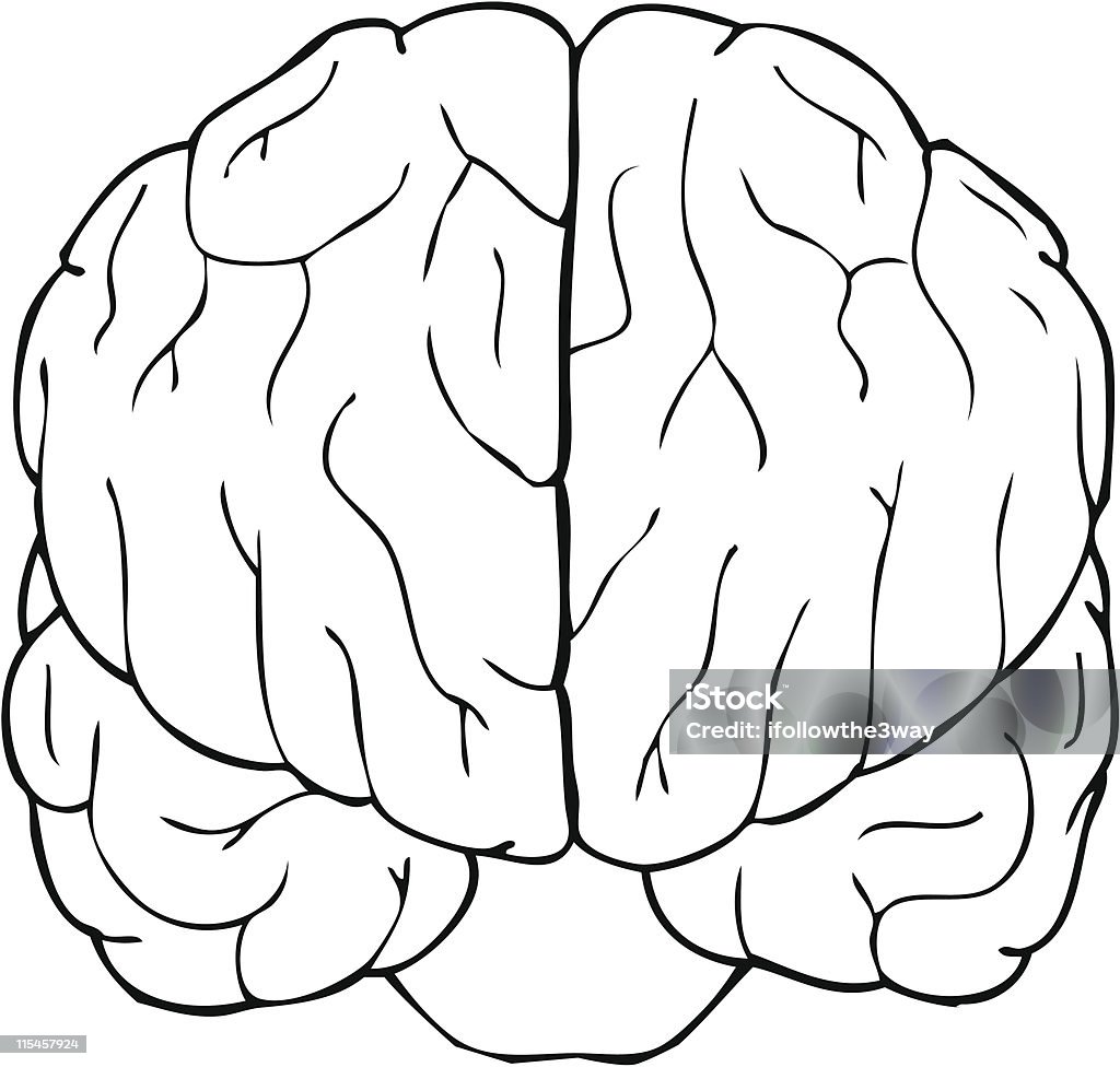 Cerebro (Vector - arte vectorial de Vista de frente libre de derechos