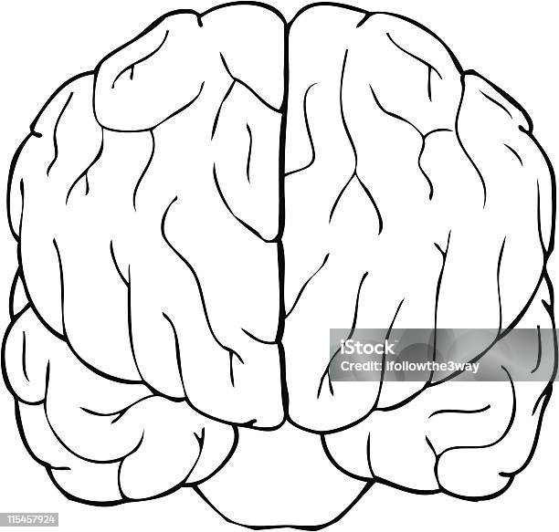 Ilustración de Cerebro Vector y más Vectores Libres de Derechos de Vista de frente - Vista de frente, Asistencia sanitaria y medicina, Biología