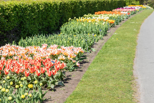 istock Garden with coloured tulip flowers 1154579690