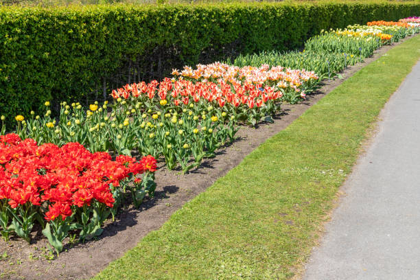 istock Garden with coloured tulip flowers 1154579705