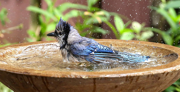 Splish splash bluejay taking a bath in a backyard birdbath.
