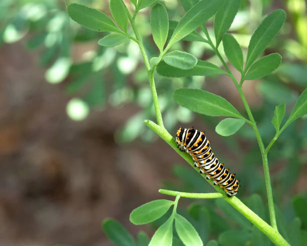 黒いスワロウタイルの幼虫のクローズアップ - butterfly swallowtail butterfly caterpillar black ストックフォトと画像