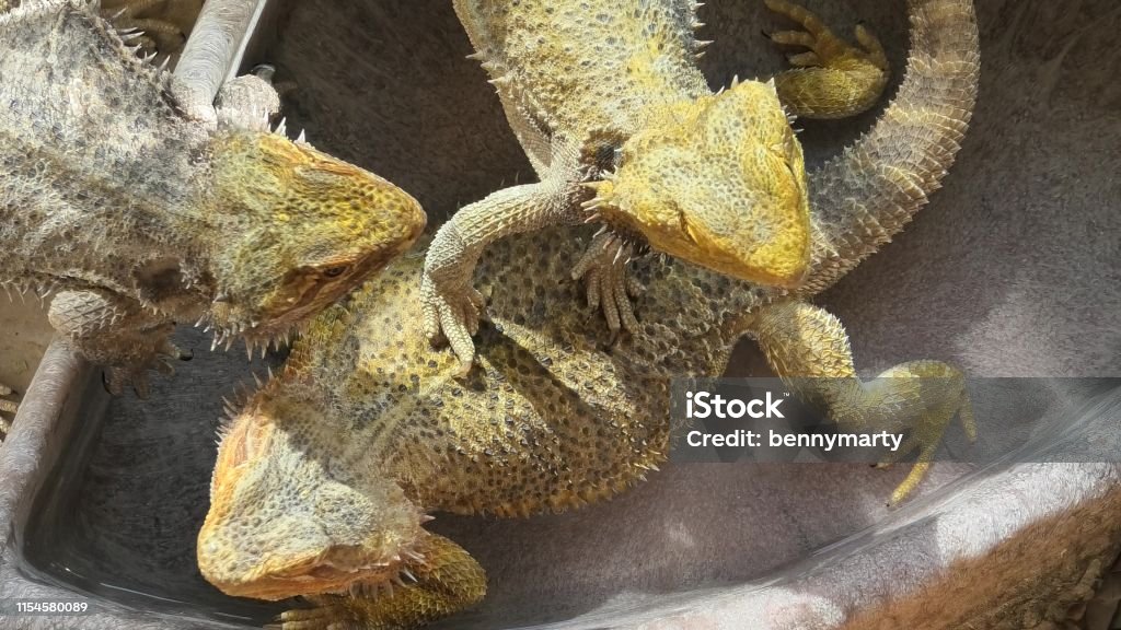Pogona Vitticeps playing in the water close-up of 3 Pogona Vitticeps playing in the water pool and basking in the sun because are cold blooded species. Agama Stock Photo