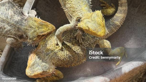 Pogona Vitticeps Playing In The Water Stock Photo - Download Image Now - Agama, Alcohol - Drink, Animal