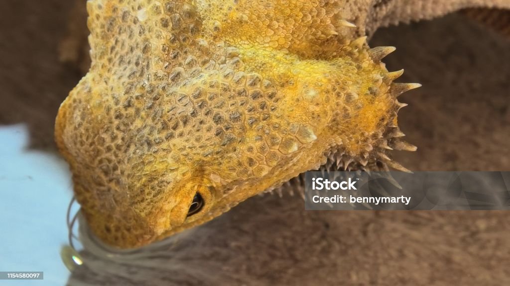 close up Pogona Vitticeps drinking water close up of Pogona Vitticeps drinking water. Bearded Dragon for its scales under the neck that swell and darken when it's angry, is a reptile living in Australia in the desertic wildlife. Agama Stock Photo