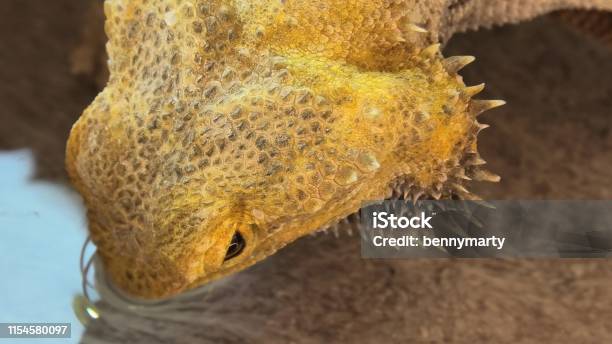 Close Up Pogona Vitticeps Drinking Water Stock Photo - Download Image Now - Agama, Alcohol - Drink, Animal