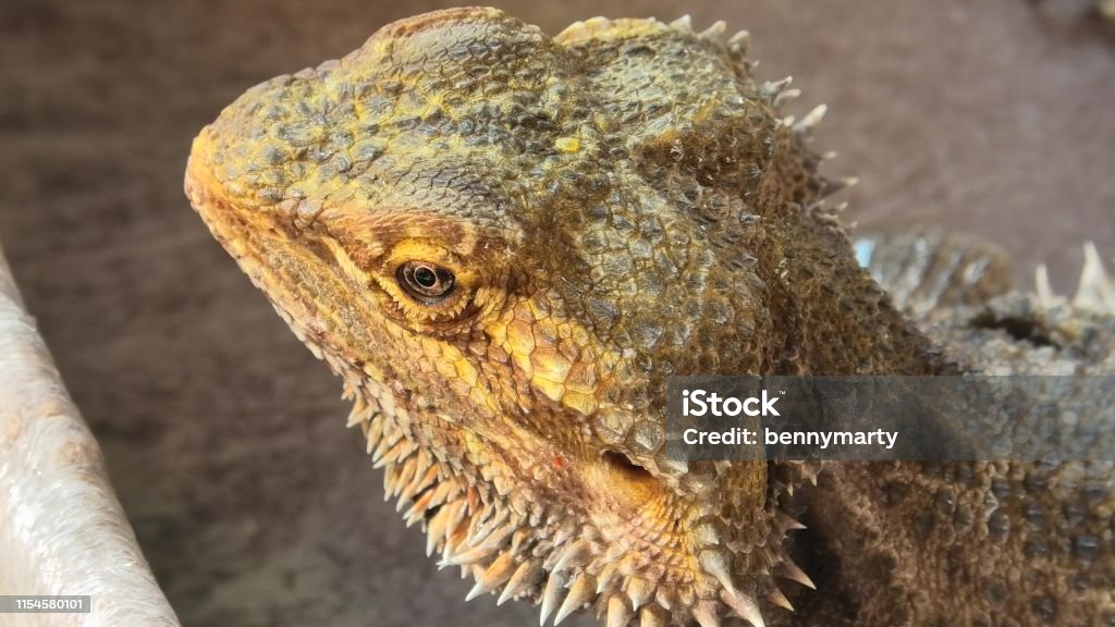 Pogona drinking water Pogona Vitticeps or Bearded Dragon, drinking water in the pool. close up Agama Stock Photo