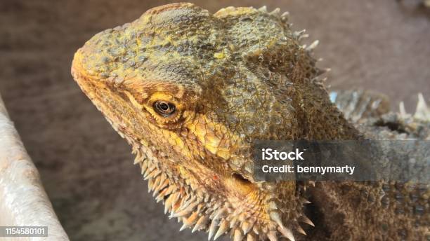 Pogona Drinking Water Stock Photo - Download Image Now - Agama, Alcohol - Drink, Animal