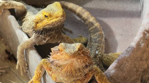istock two Pogona Vitticeps in the water 1154580102