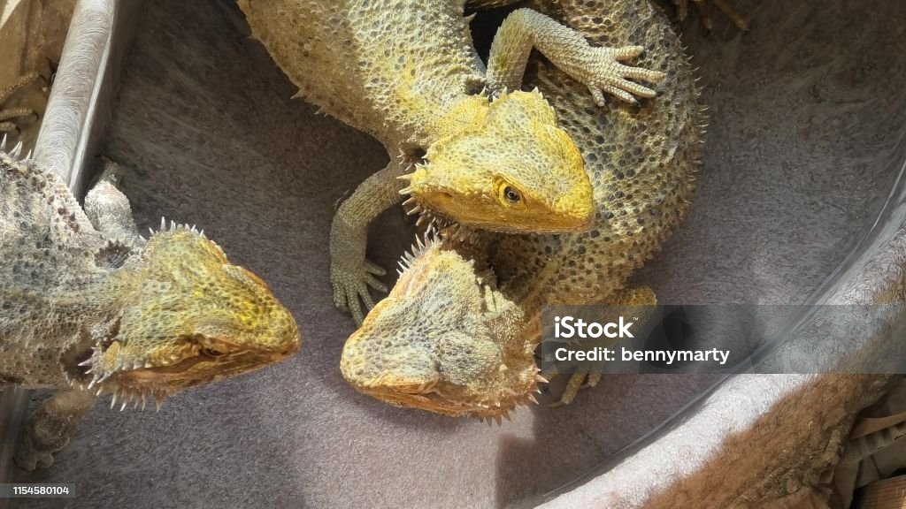 Lézards de dragon barbu jouant - Photo de Accouplement animal libre de droits