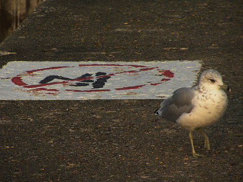A seagull walking on the pier , early morning...