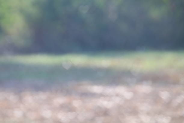 istock Background Natural valentine green tree soft blurred bokeh nature fresh lighting heart-shaped for valentine and forest herbs wallpaper, Soft bokeh nature Background design 1154580946