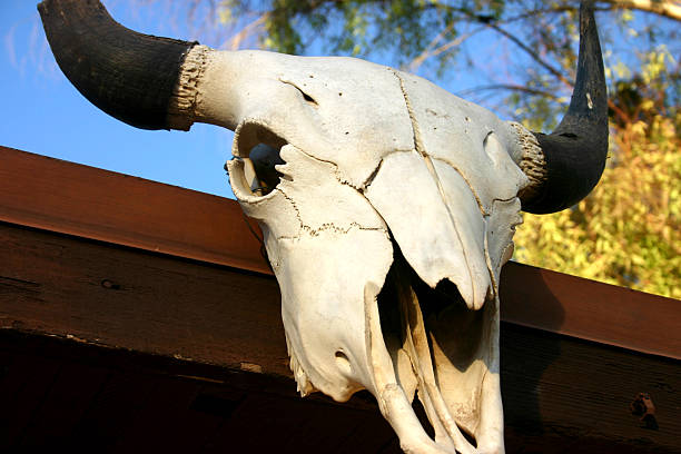 istock Old Animal Skull on Building 115458107