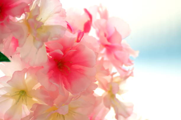 Daisy flowers with red, pink, white, yellow and bi-color colors.