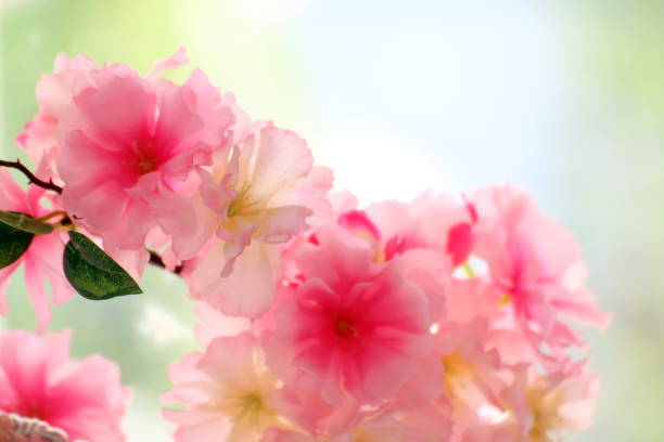 istock Plastic Pink flowers background, Blurred soft Pink flower Plastic for background, Picture Valentine sweet color or Sakura pink flower japan background 1154581147