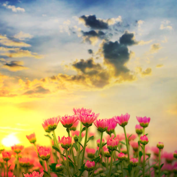 Beautiful chrysanthemum with sunsets in the garden