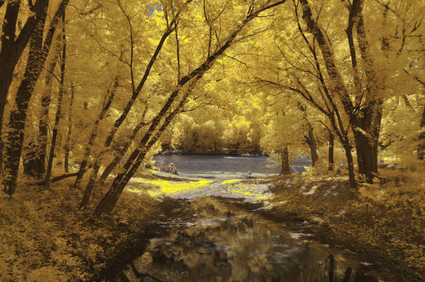 istock Virginius Island Wood 1154581889