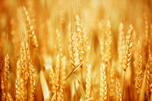 istock Golden wheat field and sunny day 1154582144