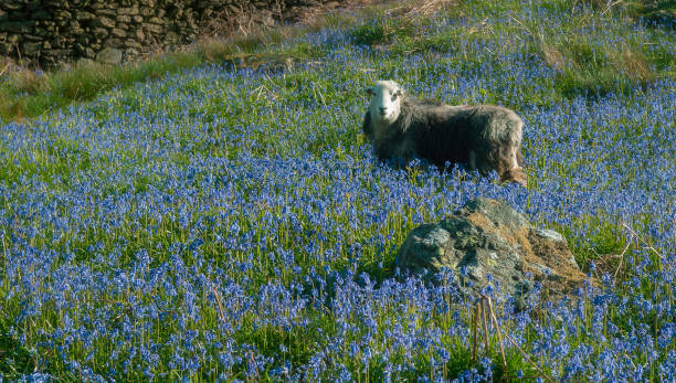 herdwick - herdwick sheep ストックフォトと画像