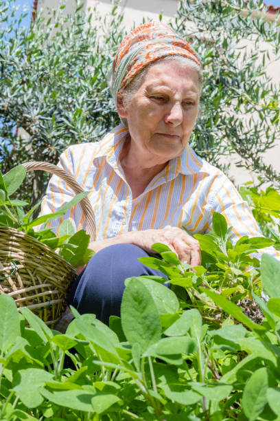 istock Senior Woman Picking Up Sage from her Garden 1154582465