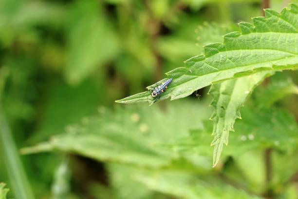 istock Caterpillar on the nettle blade 1154582602