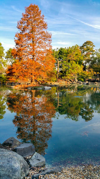 istock A tree in autumn yellow/orange foliage 1154582643