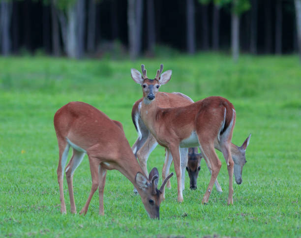 istock Deer eating on a field in North Carolina 1154583161