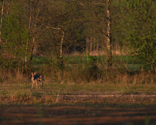 istock Alert roe deer doe in forest field on sunny evening in spring. 1154583294