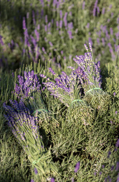 istock A bouquet of hand-cut scented lavender flowers 1154584961