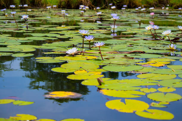 istock White water lily's in a lake, with big leafs 1154586075