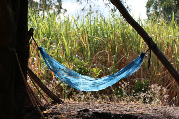 istock relax hammock cradle blue net for relaxing in farming morning day 1154586658