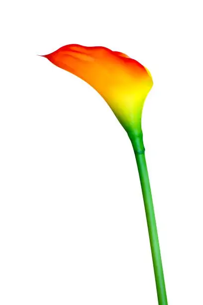 Photo of Flower Calla Lily orange red for decoration office design isolated on a white background, Floral lily blossom plant