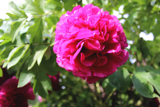 istock Tree peony purple pink close up similar 1154590349