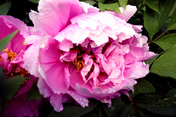istock Tree peony purple pink close up similar 1154590402