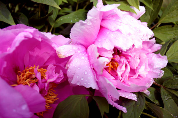 istock Tree peony purple pink close up similar 1154590458