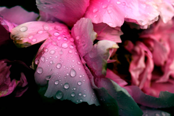 istock Tree peony purple pink close up similar 1154590475