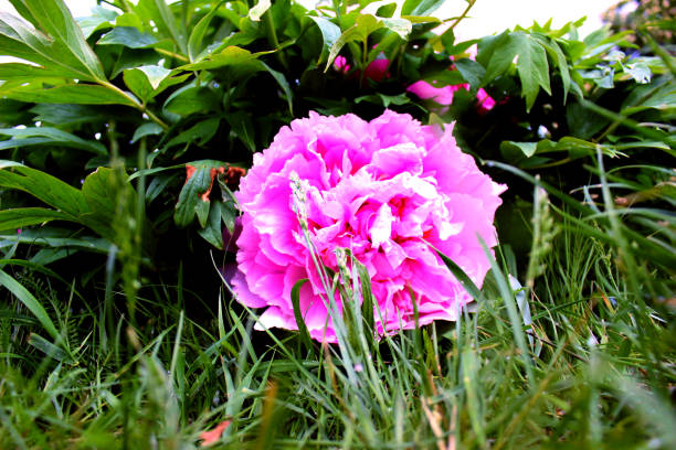 istock Tree peony purple pink close up similar 1154590494
