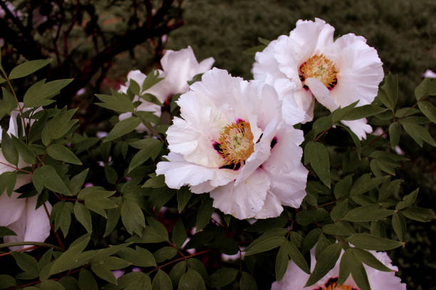 istock Tree peony white close up similar 1154590517