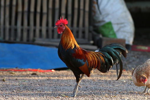 Cock, Rooster Asia, Fighting cock, Gamecock in the countryside