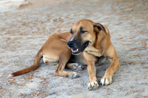 istock Brown dog good mood and smiling dog 1154591406