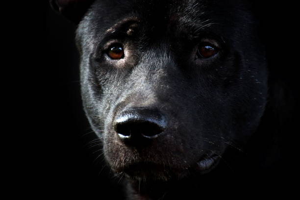 Dog, Black dog face, Sad dog (close up)