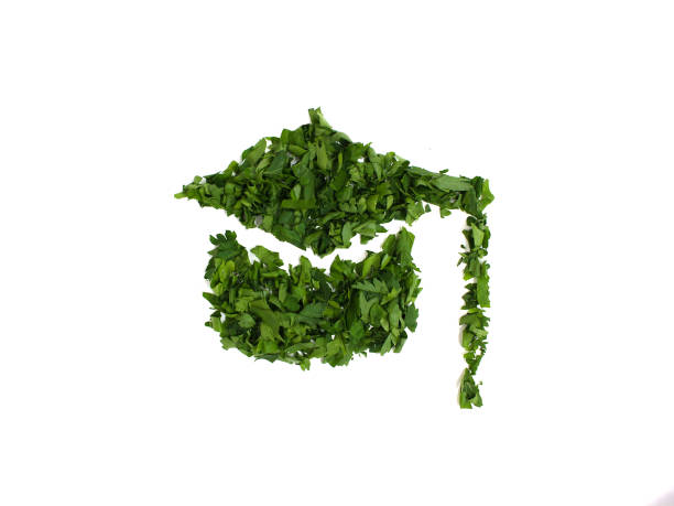 istock bachelor cap silhouette laid out of chopped leaves 1154593109