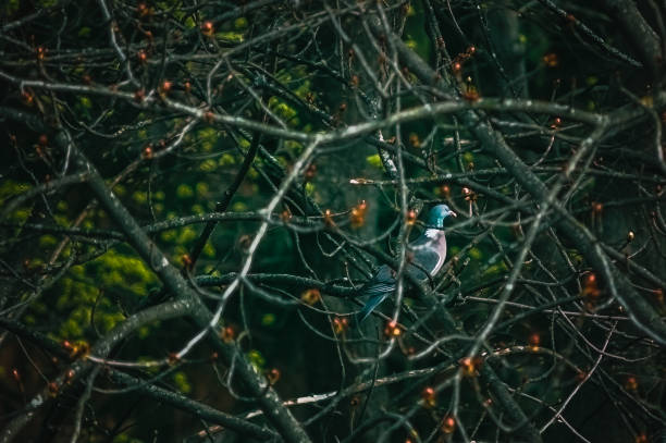 Wood pigeon (Columba palumbus) on a branch of spring tree
